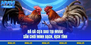 Đá Gà Cựa Dao Tại MV66 – Sân Chơi Minh Bạch, Kịch Tính