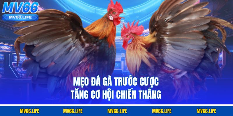 Mẹo đá gà trước cược tăng cơ hội chiến thắng