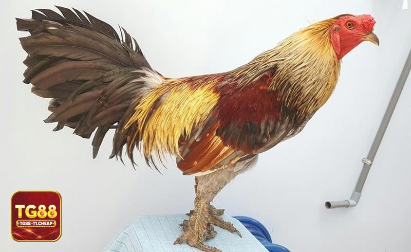 Đá gà TG88 - Quản lý vốn theo phiên, đặt giới hạn lỗ và mục tiêu lãi