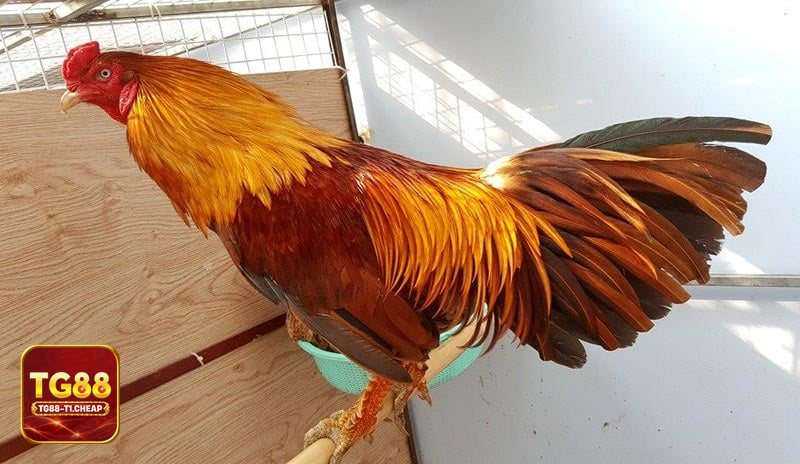 Đá Gà Online - Đá gà cựa sắt Đá Gà Online - Đá gà cựa sắt