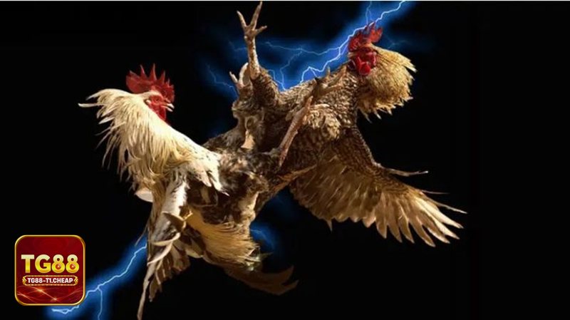 Đá Gà Online - Nguồn trận và chất lượng phát sóng Đá Gà Online - Nguồn trận và chất lượng phát sóng