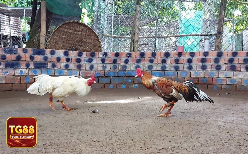 Đá Gà Cựa Sắt - Quản lý vốn: đặt giới hạn, chia nhỏ lệnh và biết dừng đúng lúc