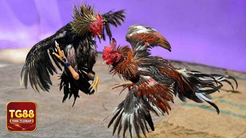 Đá gà TG88 - Thomo: không khí kịch tính, thiên về sức bền và bản lĩnh