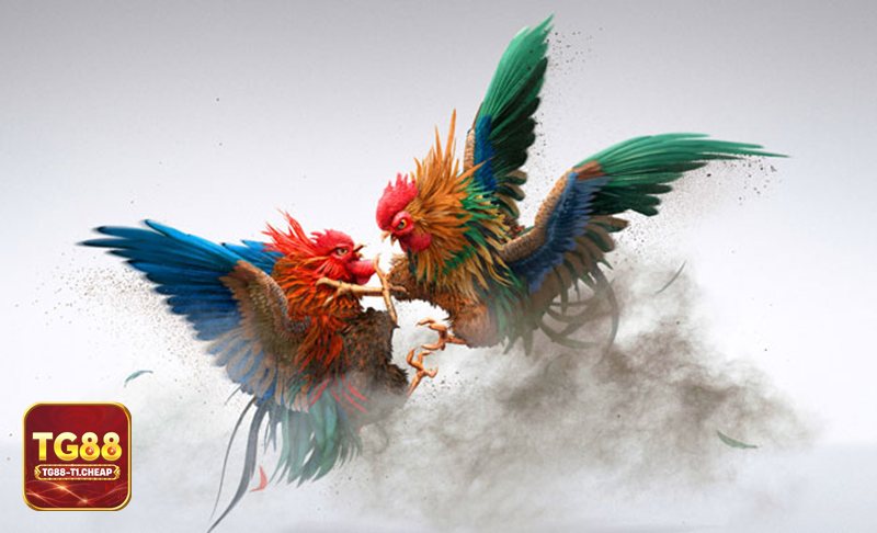 Đá gà TG88 - Bảng kèo cập nhật theo thời gian thực, dễ theo dõi